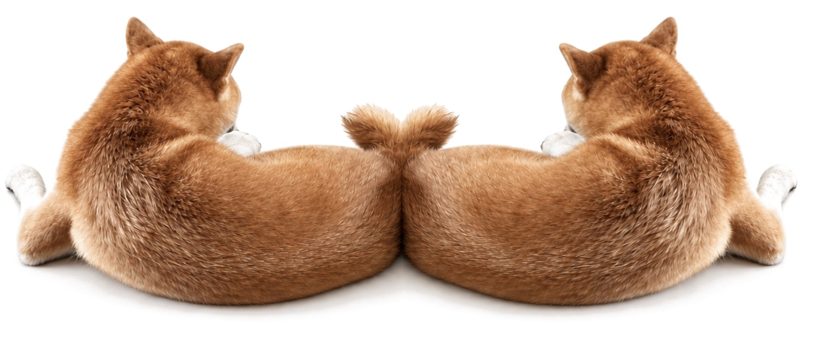 Two Cibas lying side by side, tails touching